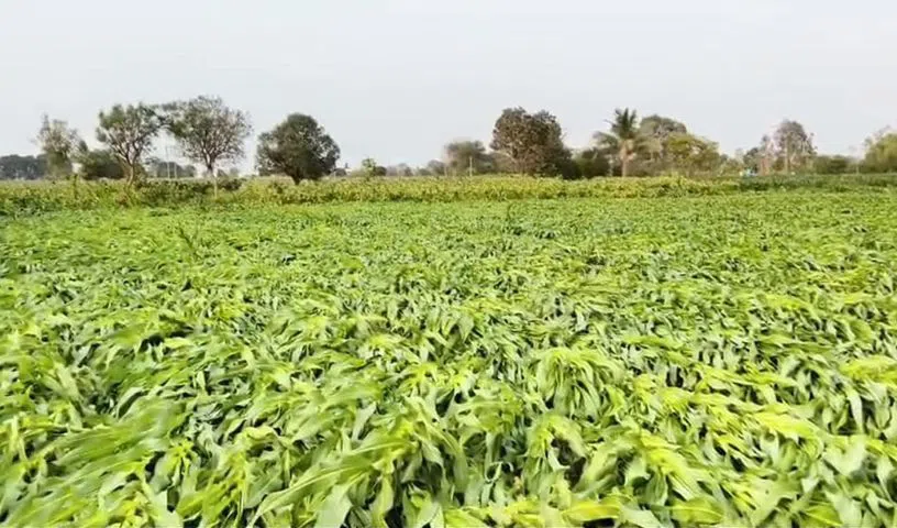 Maize farmers’ protest disrupts traffic in Nagarkurnool, demand immediate procurement