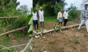 Nagarkurnool farmers allege Electricity Department illegally felled 18 teak trees without notice