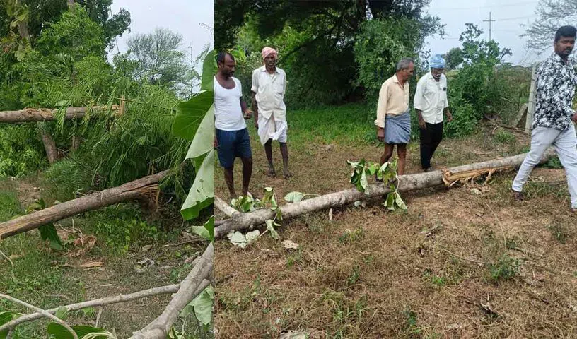 Nagarkurnool farmers allege Electricity Department illegally felled 18 teak trees without notice